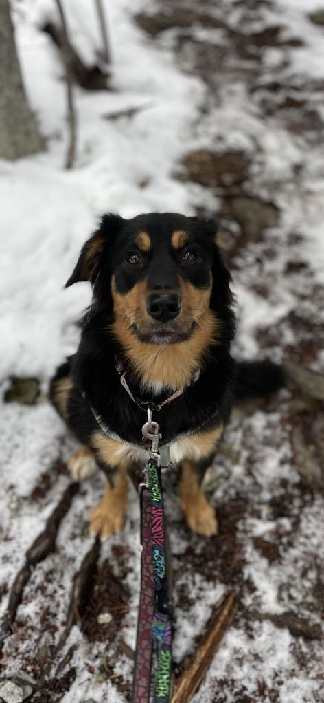 Enlarge Rae Rae, a Adoptable mixed breed in Whistler, BC image 3/6