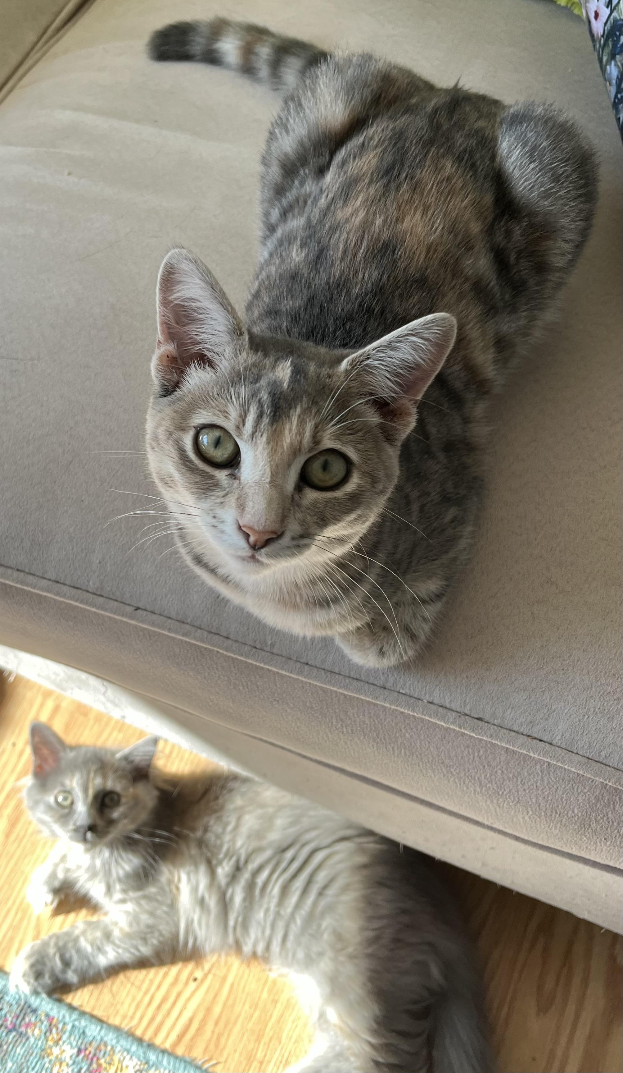 E-Girls, Estella and Eleanor, Adoptable, Young Female Domestic Long Hair.