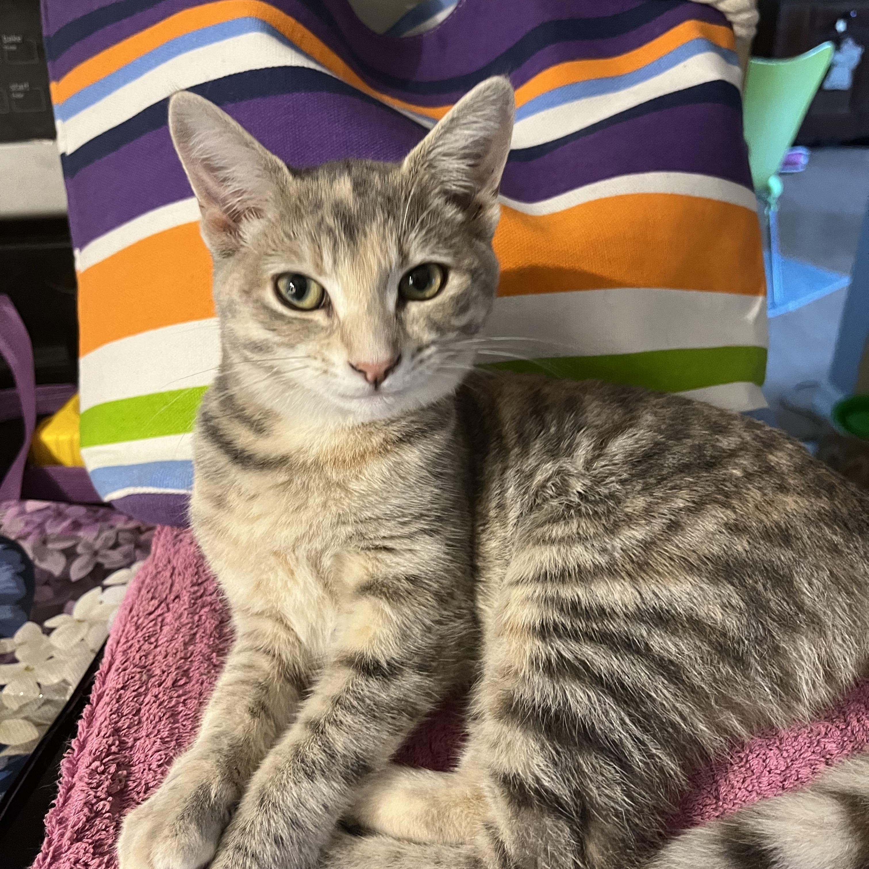 Enlarge E-Girls, Estella and Eleanor, a Adoptable Domestic Long Hair in Dartmouth, NS image 5/6