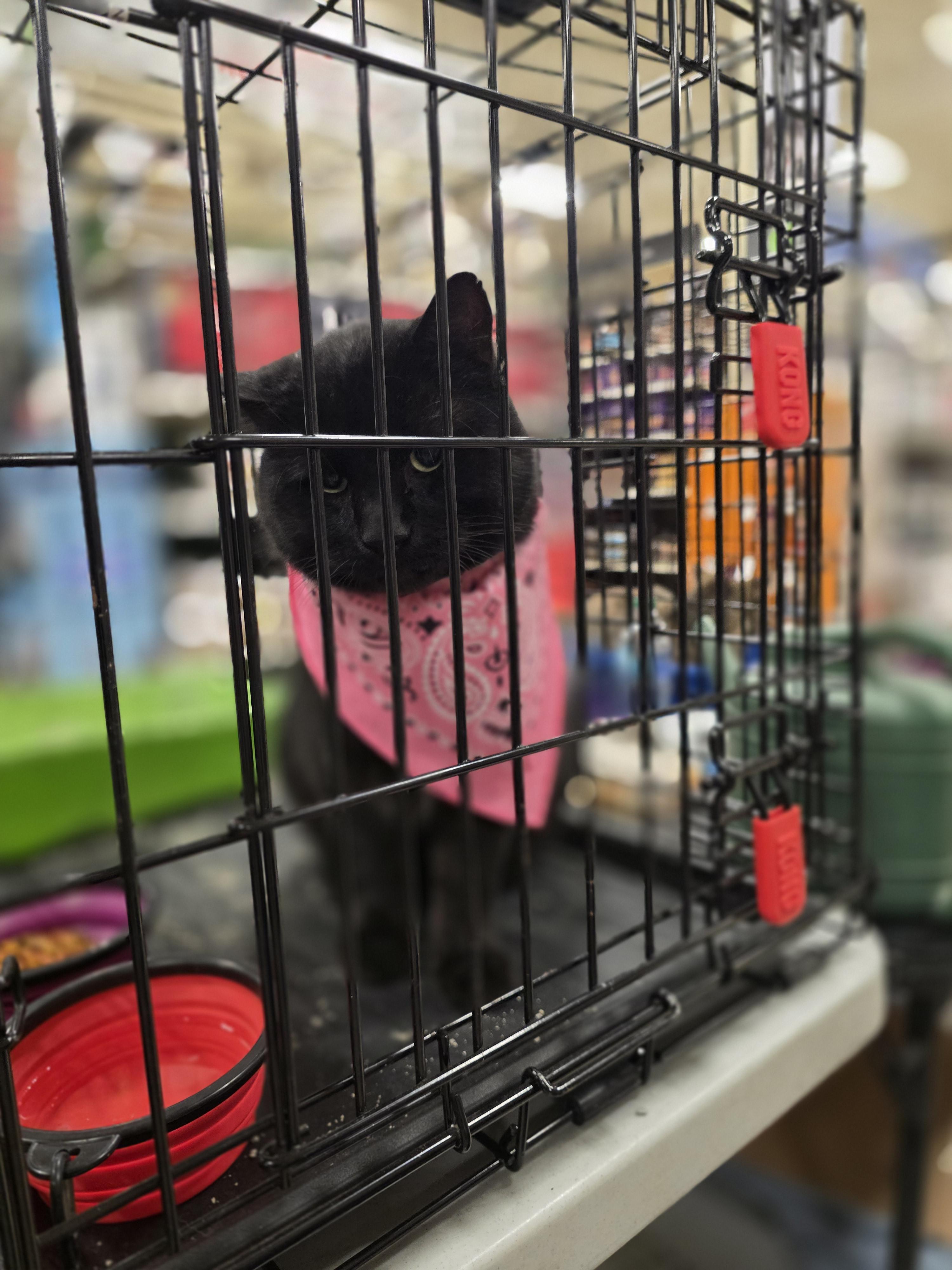 Enlarge Fat Albert, a Adoptable Domestic Short Hair in Seattle, WA image 4/6