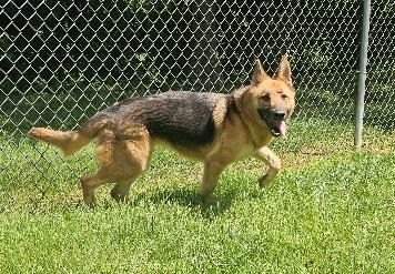 Enlarge Roxy, a ADOPTABLE German Shepherd Dog in Stanley, VA image 2/2