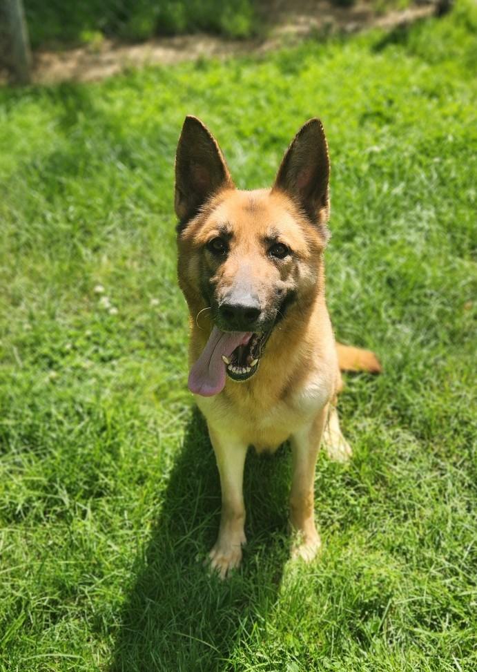Roxy, ADOPTABLE, Adult Female German Shepherd Dog.