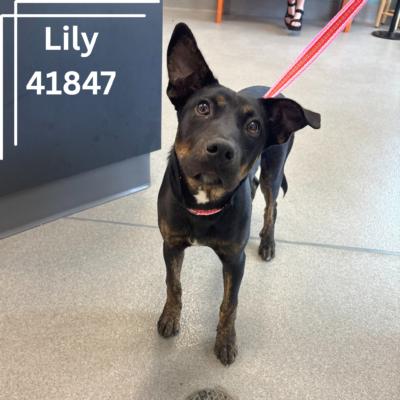 Lily