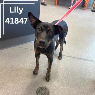 Lily 2