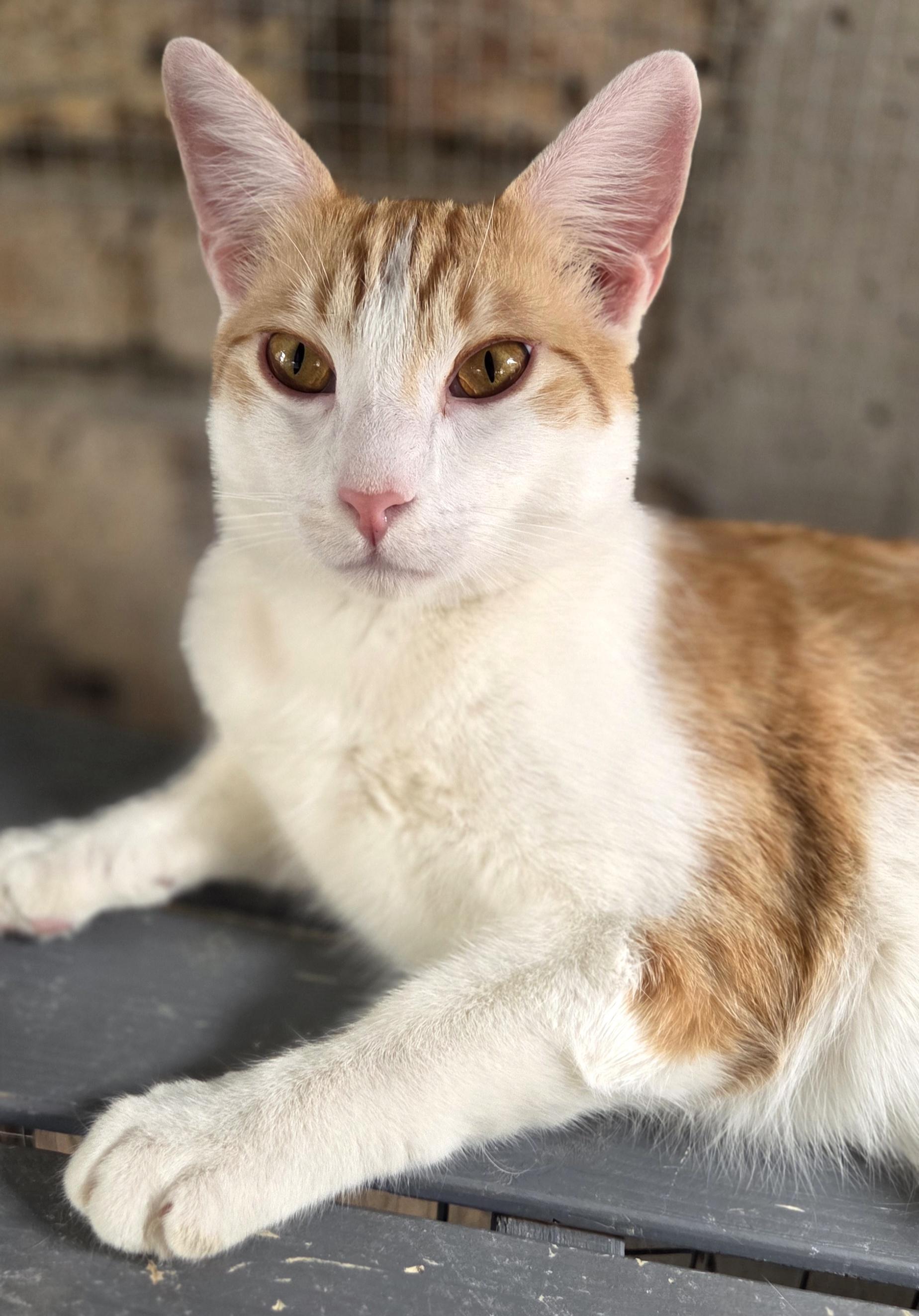 Cremosito — thumbnail 2