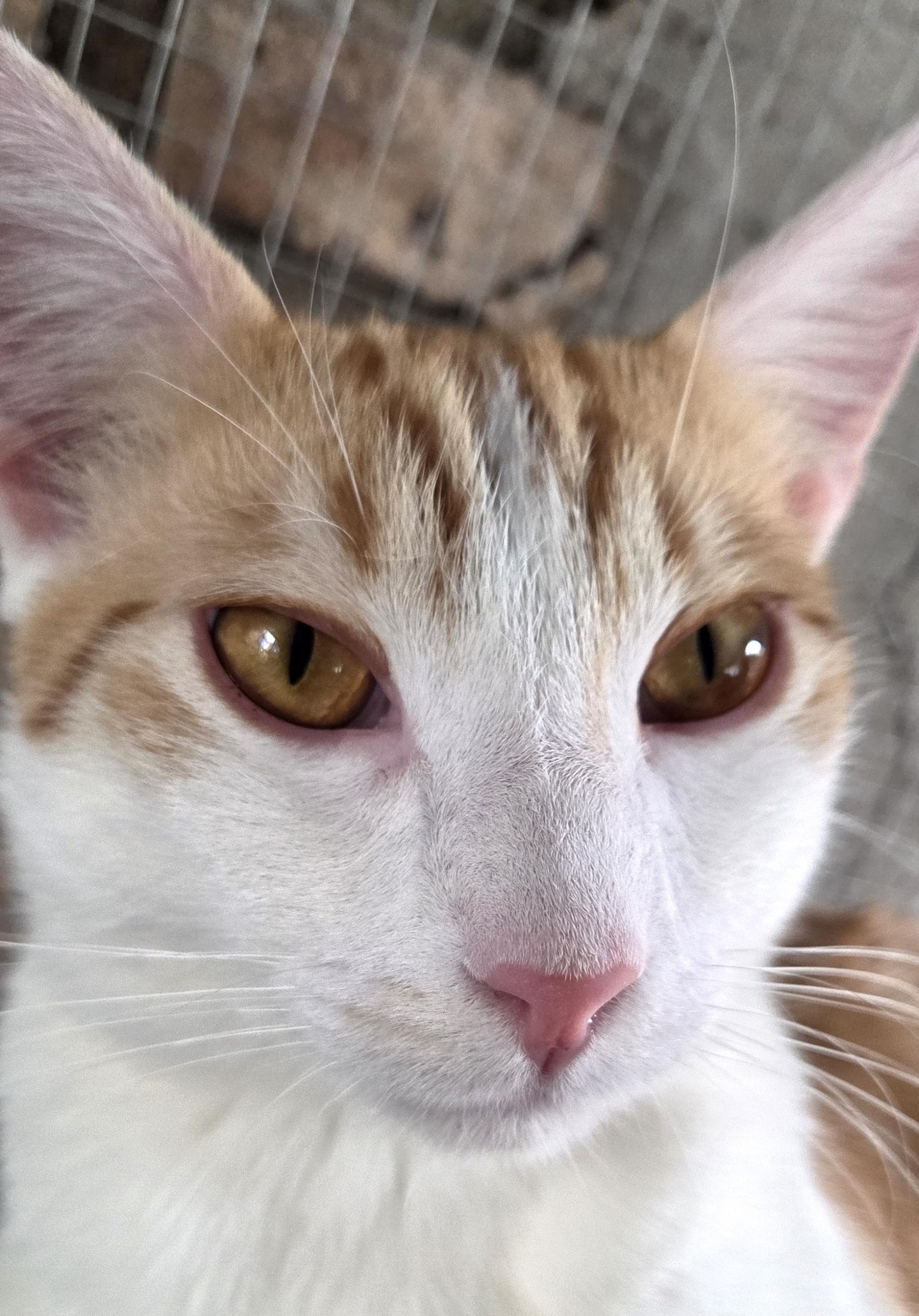 Cremosito — thumbnail 3