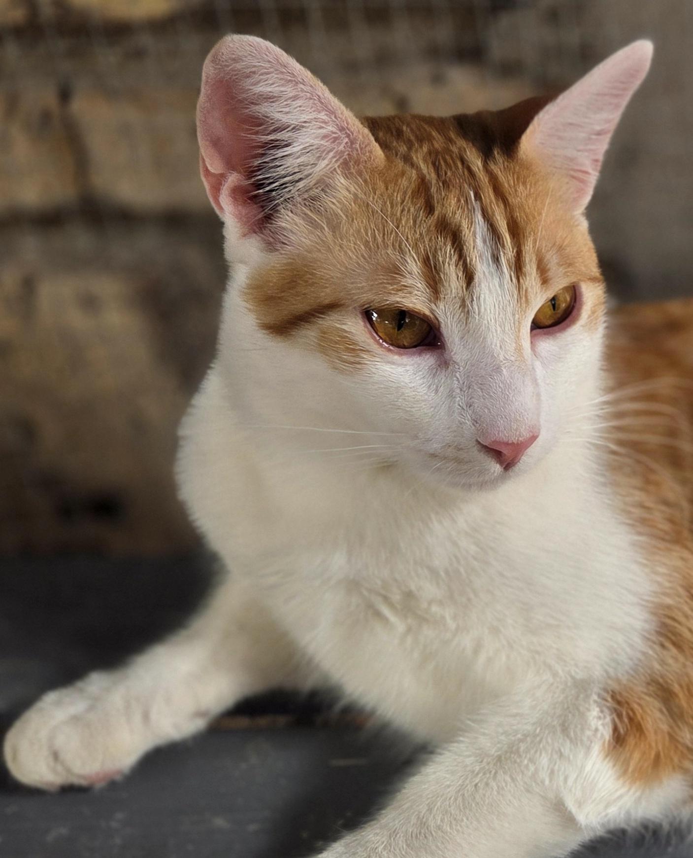 Cremosito — thumbnail 4