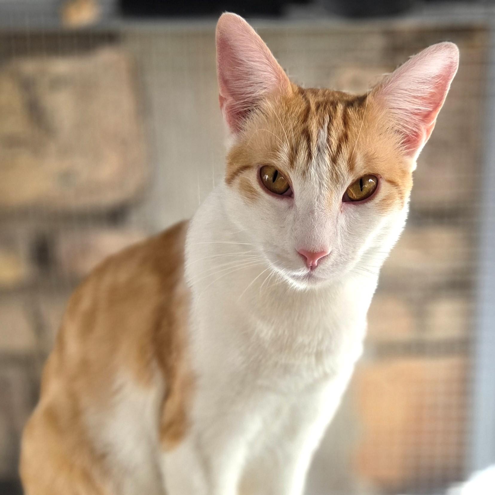 Cremosito — thumbnail 5