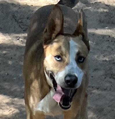 Shep, a Adoptable mixed breed in Paradise, TX image 1/3