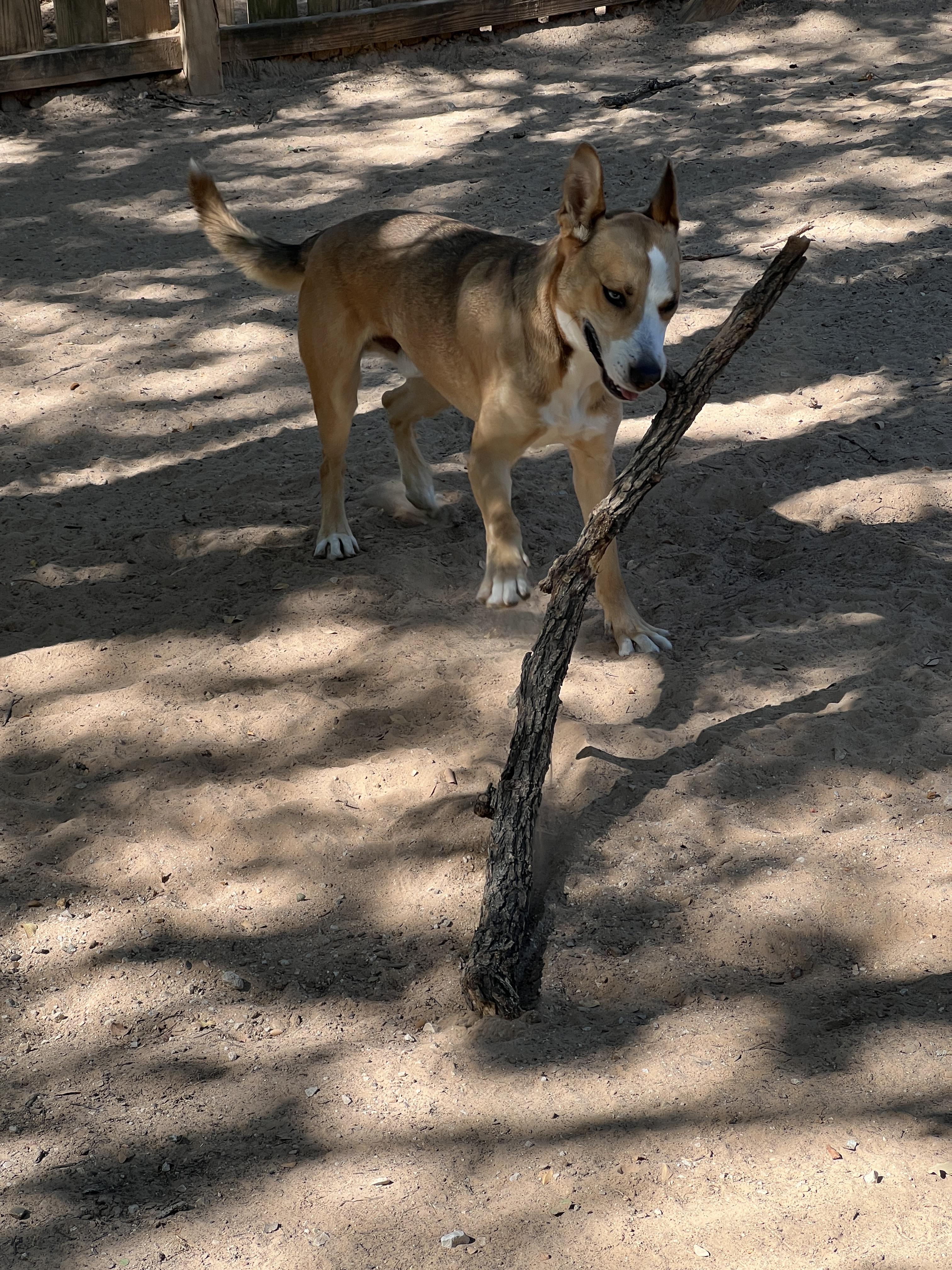 Shep, a Adoptable mixed breed in Paradise, TX image 2/3