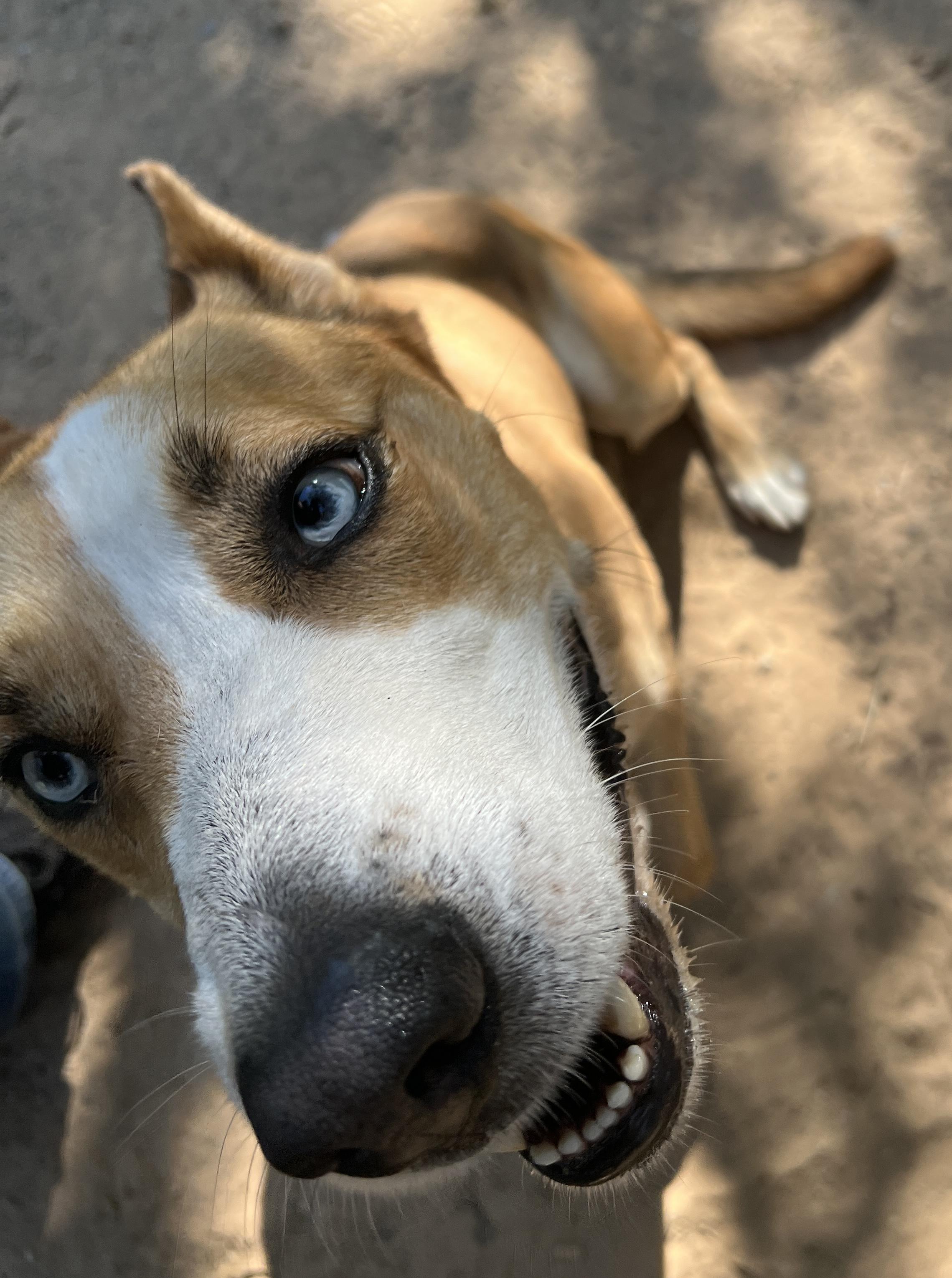 Shep, a Adoptable mixed breed in Paradise, TX image 3/3