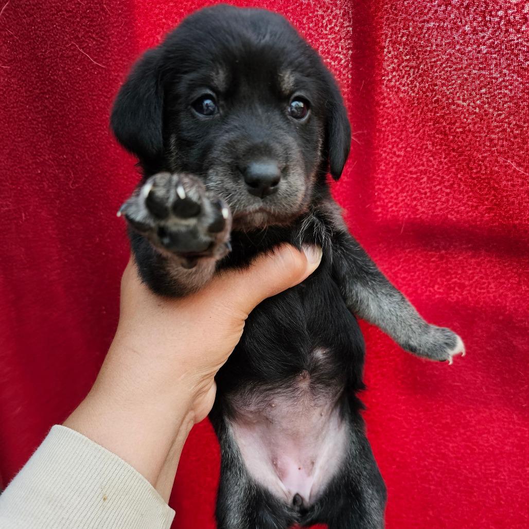 Enlarge S1_Iris, a Adoptable Mixed Breed in mount vernon, AR image 2/2