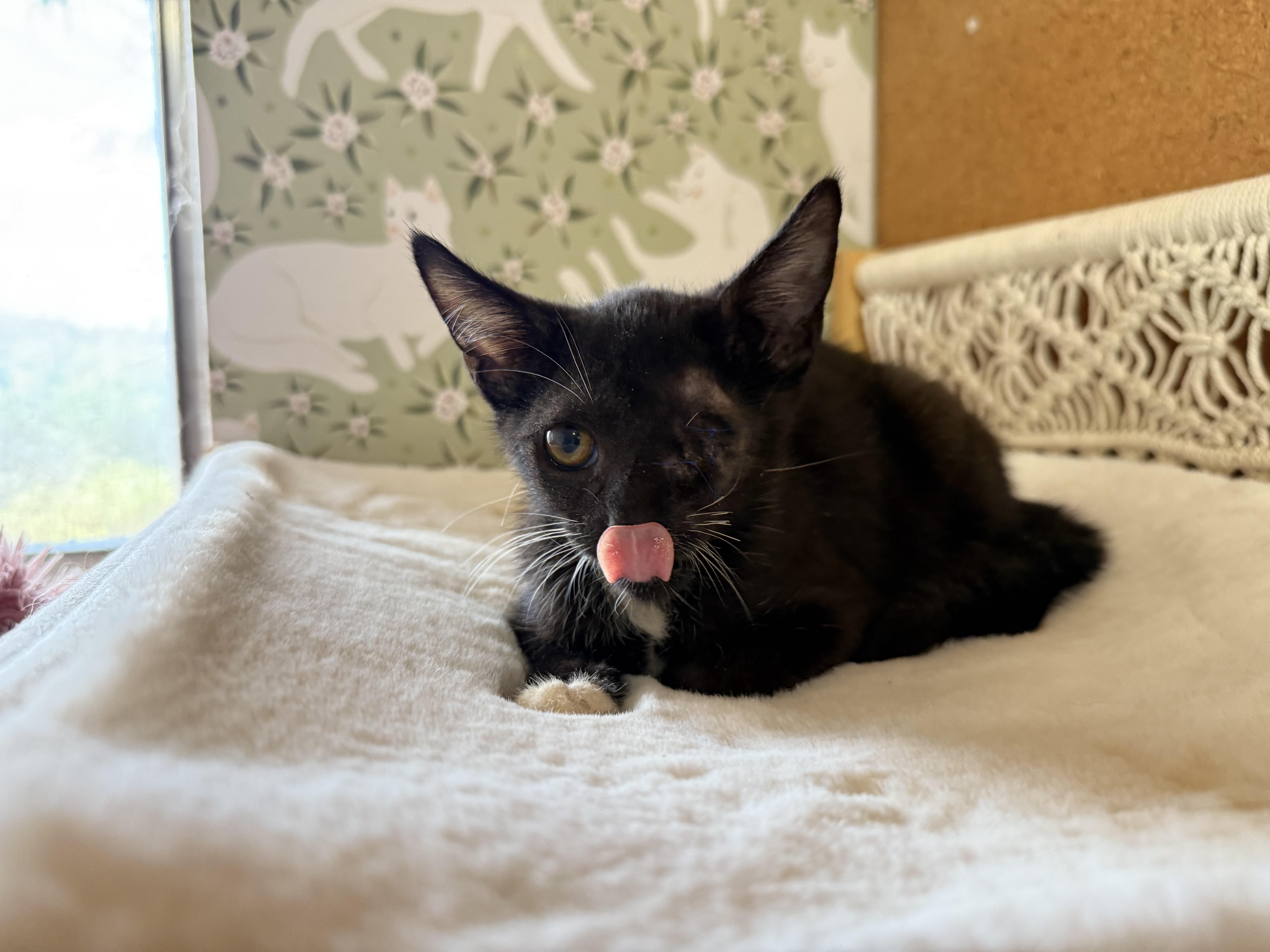 Enlarge Wilson, a Adoptable mixed breed in Petaluma, CA image 2/3