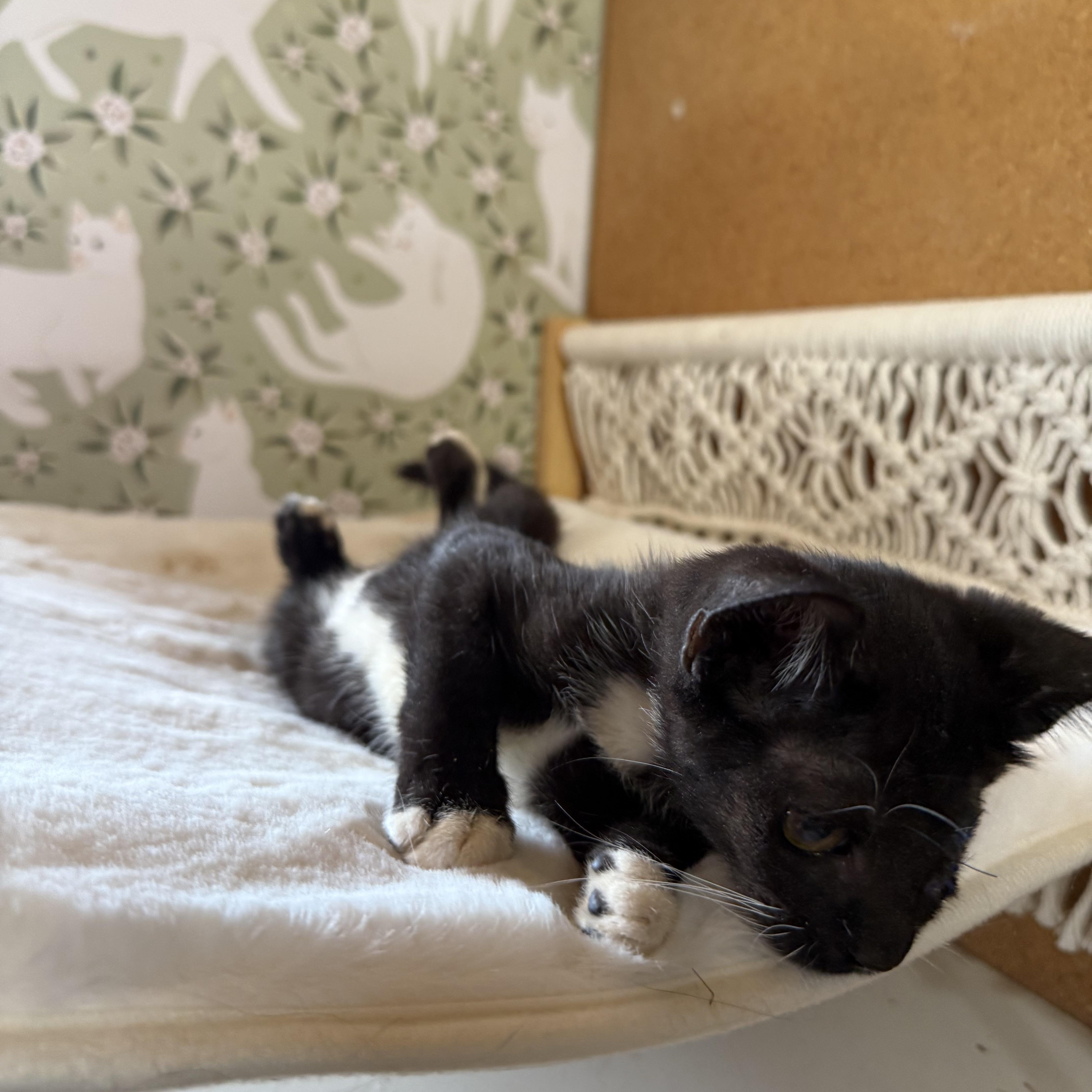 Enlarge Wilson, a Adoptable mixed breed in Petaluma, CA image 3/3