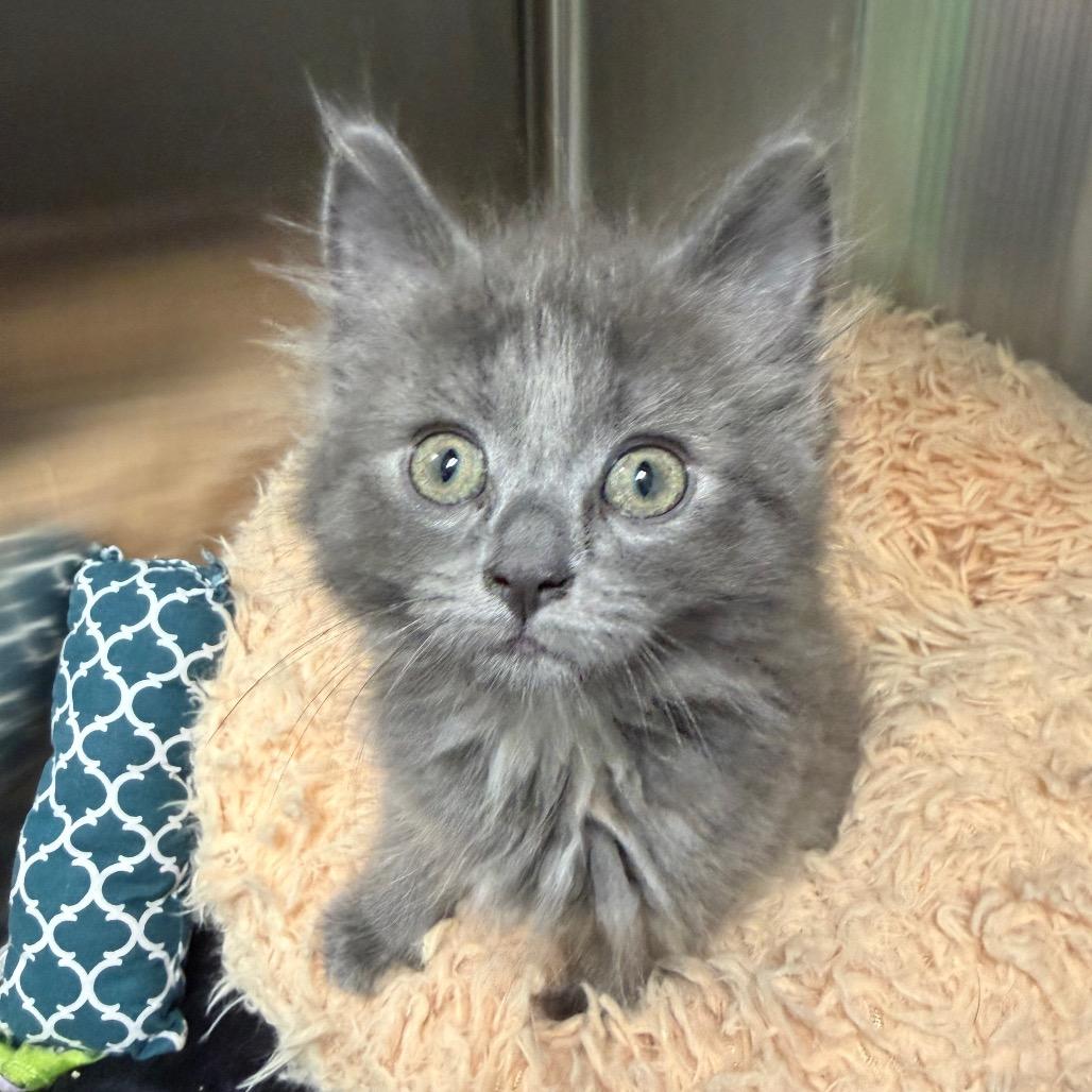 Enlarge Chicha, a Adoptable Domestic Short Hair in Waynesville, NC image 3/6