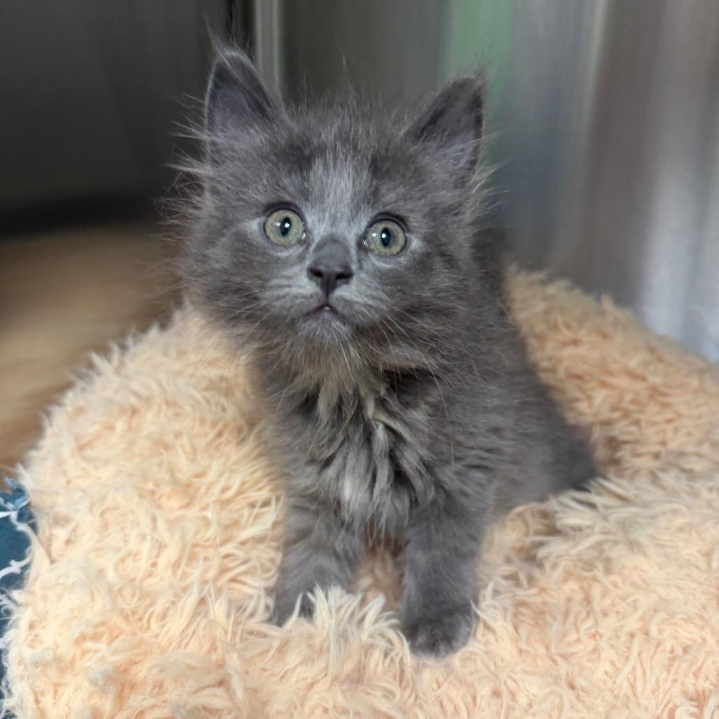 Enlarge Chicha, a Adoptable Domestic Short Hair in Waynesville, NC image 4/6