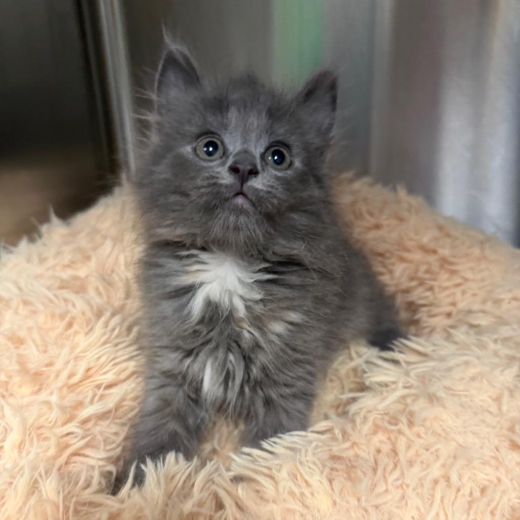 Enlarge Chicha, a Adoptable Domestic Short Hair in Waynesville, NC image 6/6