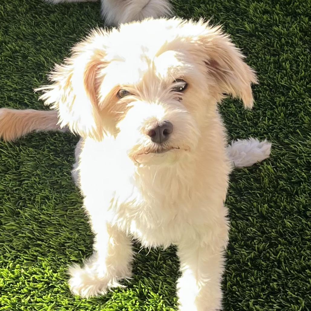 Viviana, Adoptable, Adult Female Terrier.