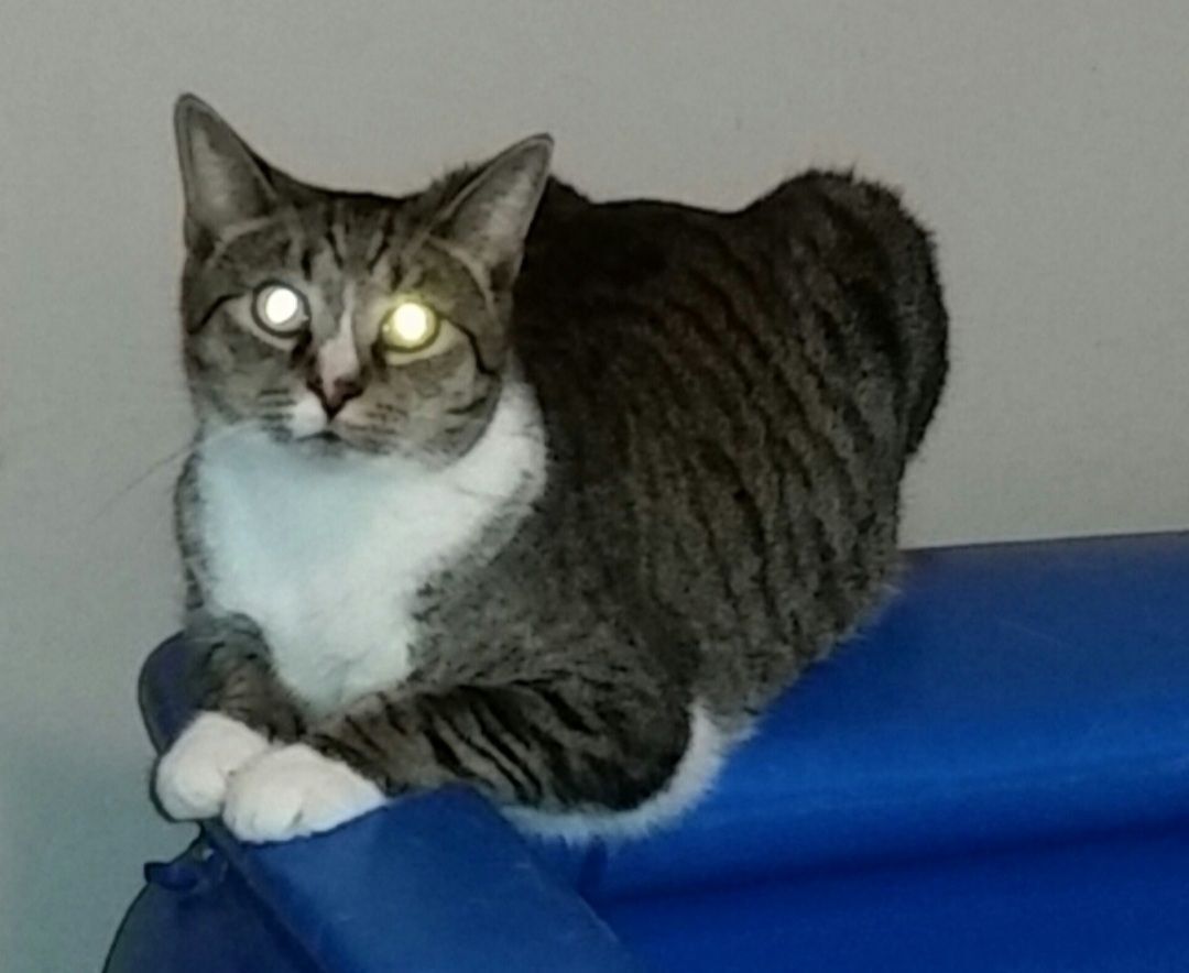 BOO, Adult Male Maine Coon