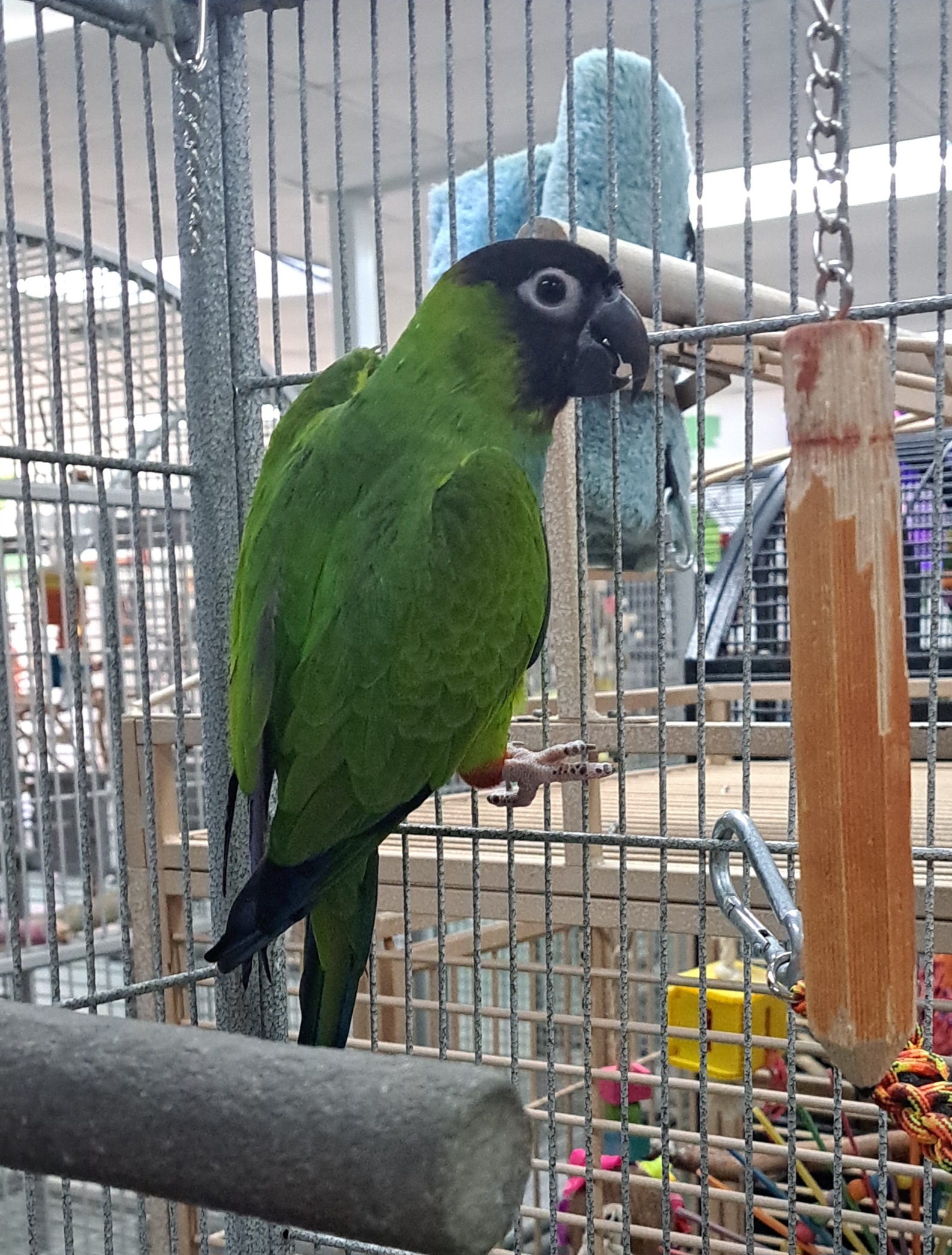 Enlarge Thompson, a Adoptable Conure in Punta Gorda, FL image 1/1