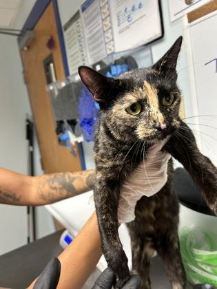 Philomena, Adoptable, Adult Female Domestic Short Hair & Domestic Short Hair.
