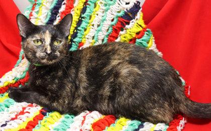 Enlarge Philomena, a Adoptable mixed breed in Largo, FL image 2/3