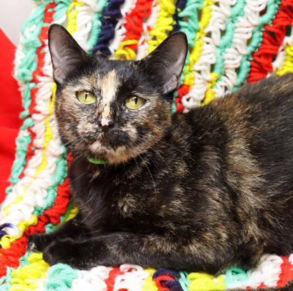 Enlarge Philomena, a Adoptable mixed breed in Largo, FL image 3/3
