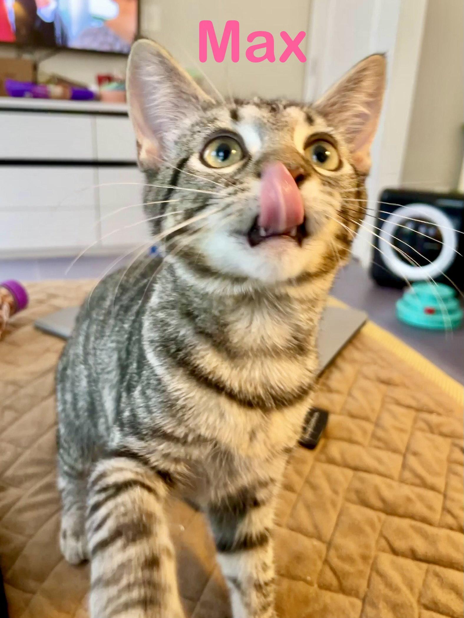 Max, Adoptable, Kitten Female Domestic Short Hair.