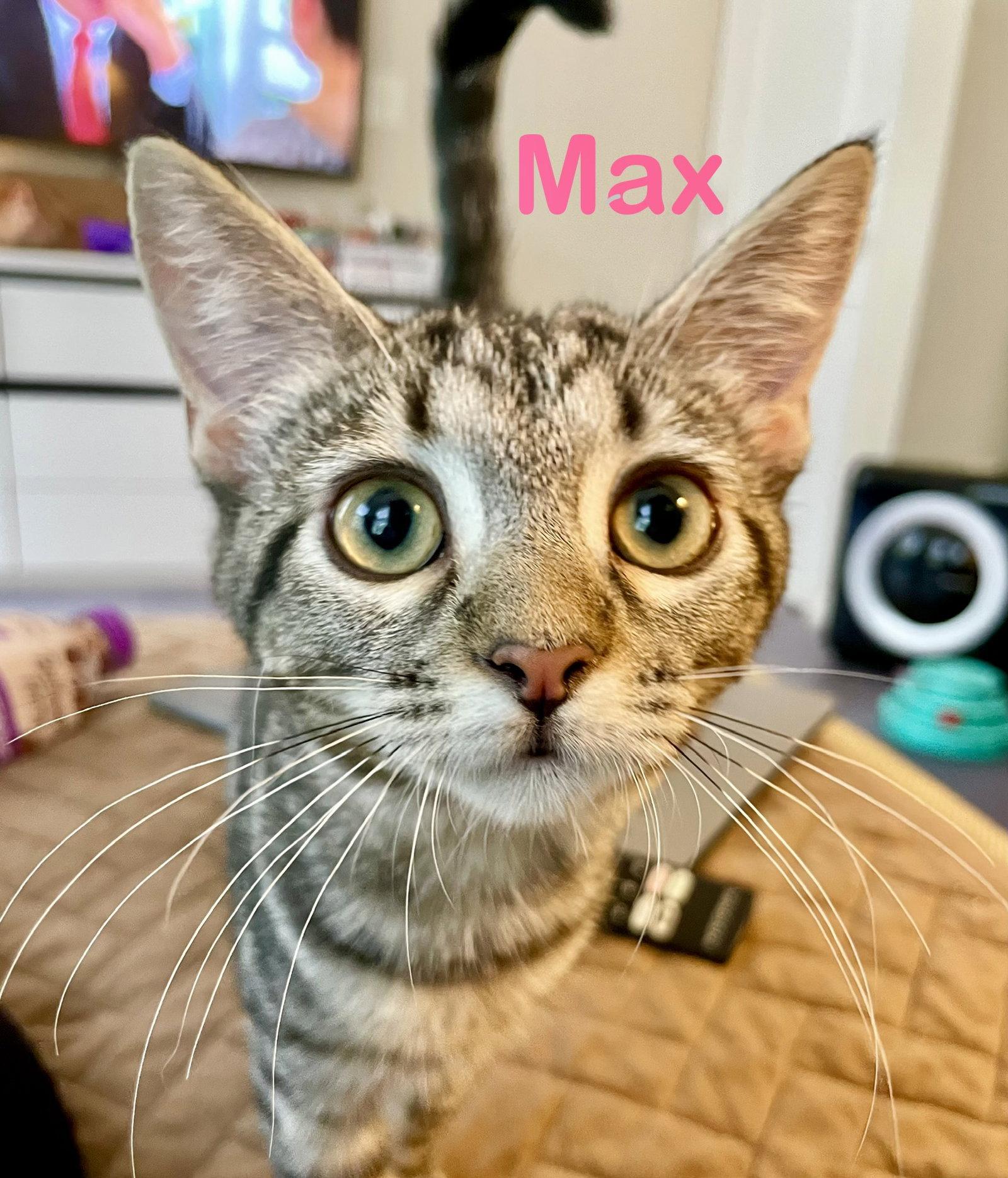 Max, a Adoptable Domestic Short Hair in Reston, VA image 2/3
