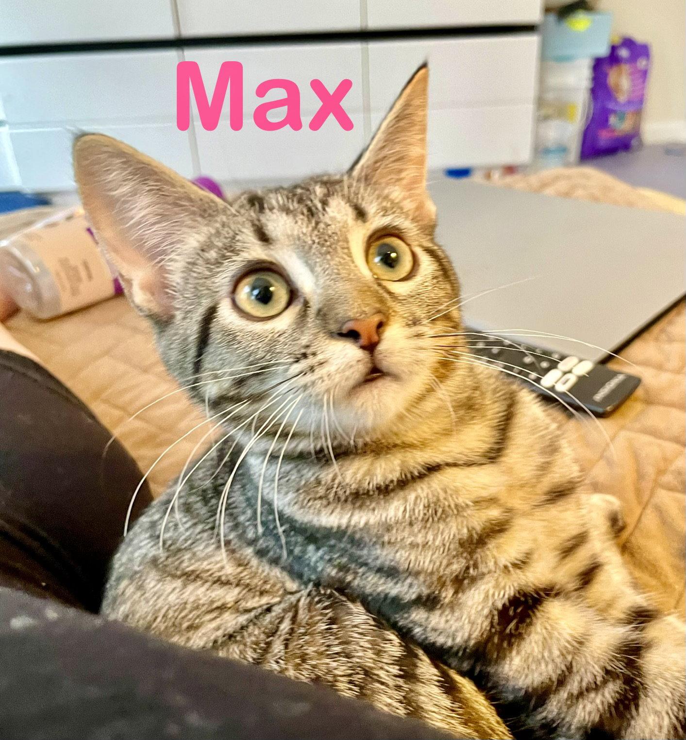 Max, a Adoptable Domestic Short Hair in Reston, VA image 3/3
