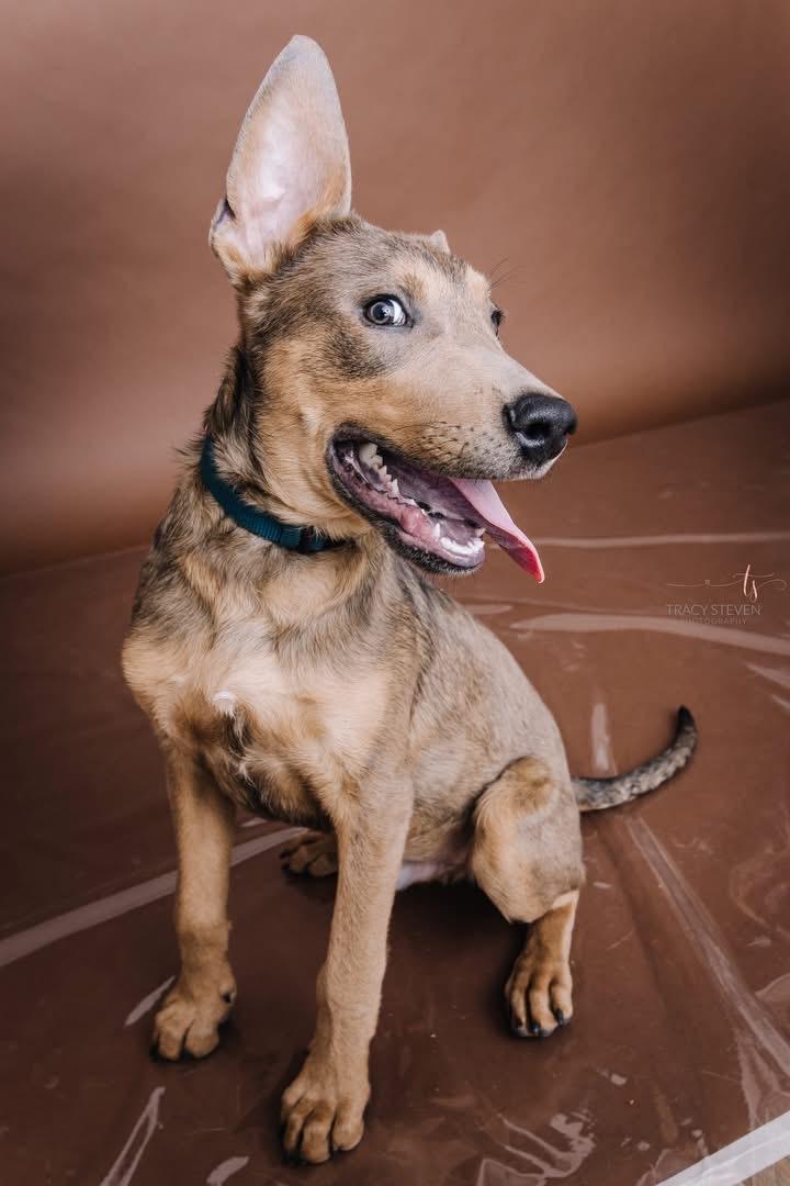 Enlarge Benny, a Adoptable mixed breed in Brule, NE image 2/6