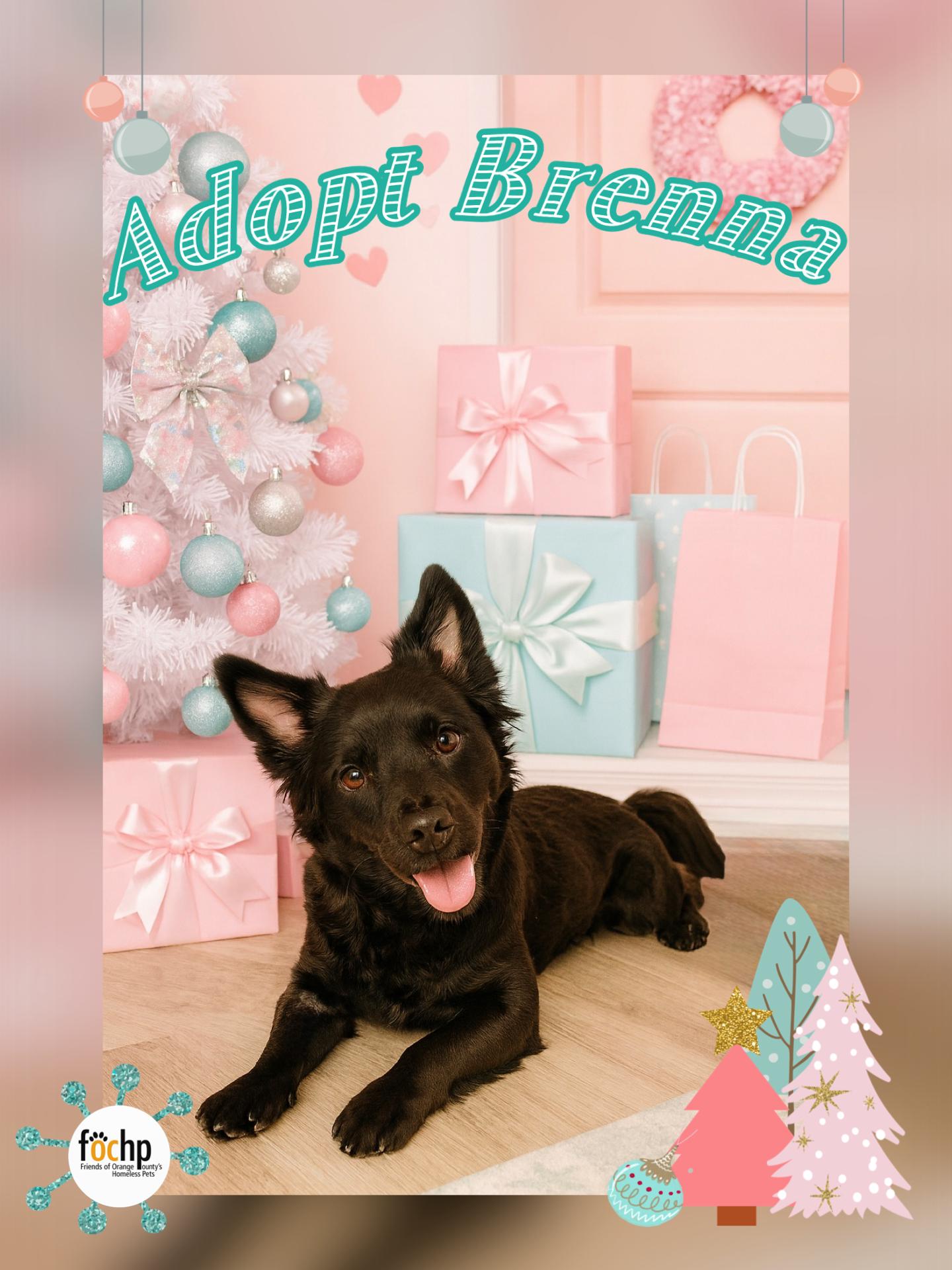 Enlarge Brenna, a Adoptable mixed breed in Orange, CA image 1/2