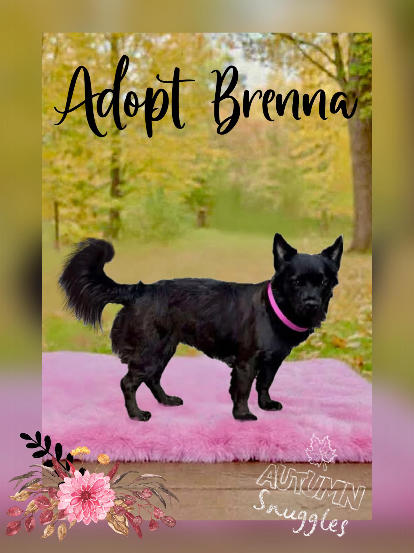 Enlarge Brenna, a Adoptable mixed breed in Orange, CA image 1/1