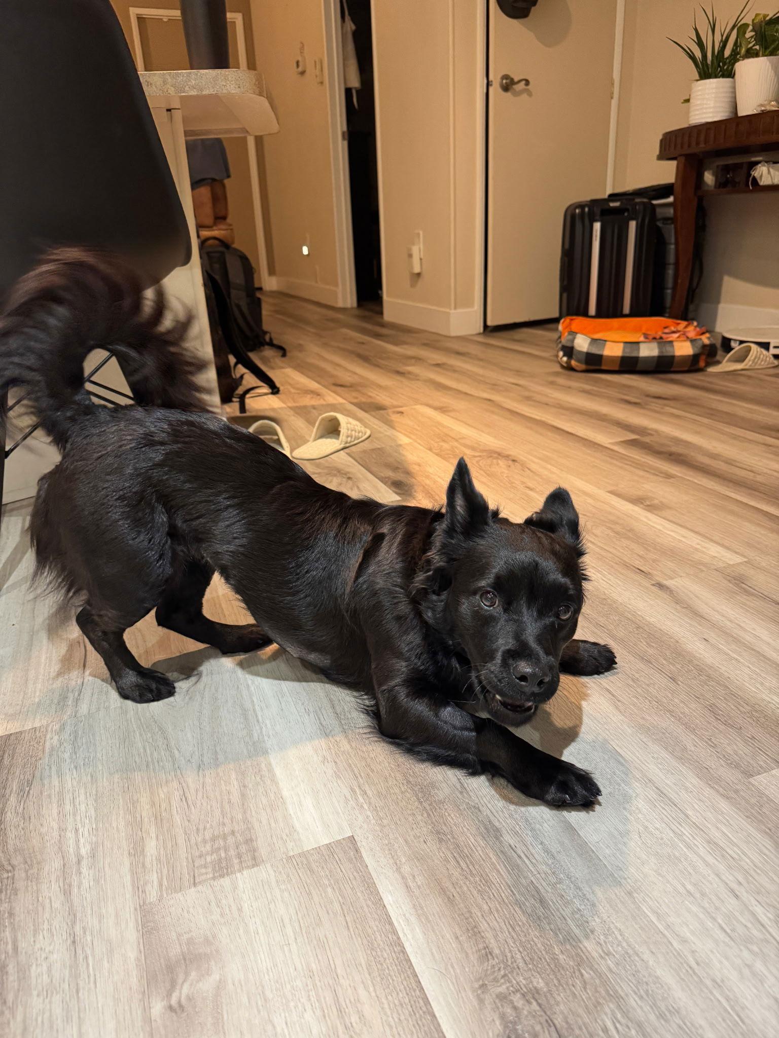 Enlarge Brenna, a Adoptable mixed breed in Orange, CA image 2/2