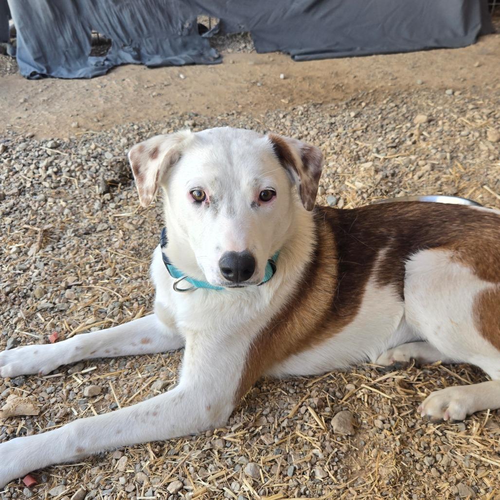 Bug, a Adoptable Coonhound in Taos, NM image 2/6