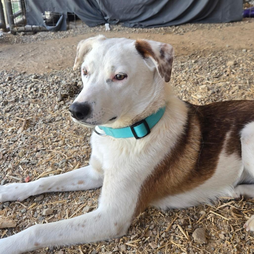 Bug, a Adoptable Coonhound in Taos, NM image 3/6