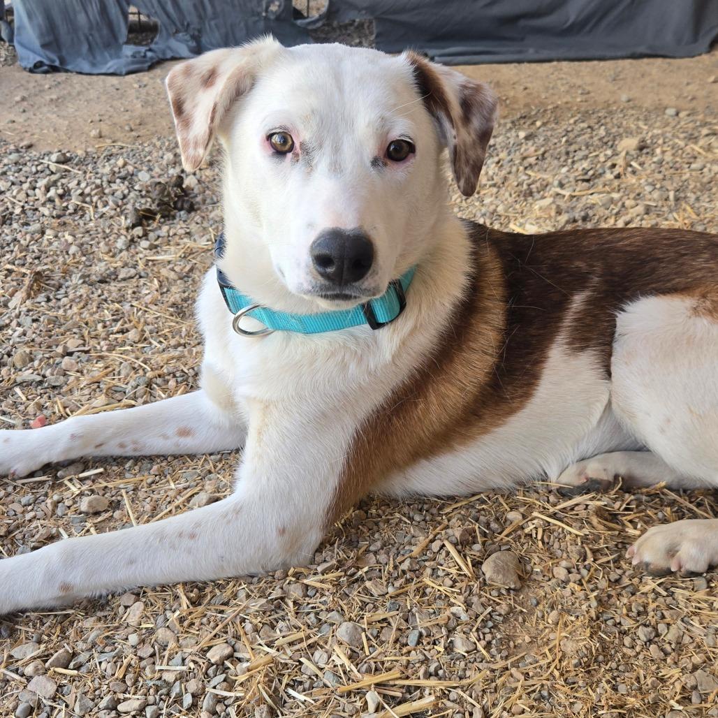 Bug, a Adoptable Coonhound in Taos, NM image 4/6