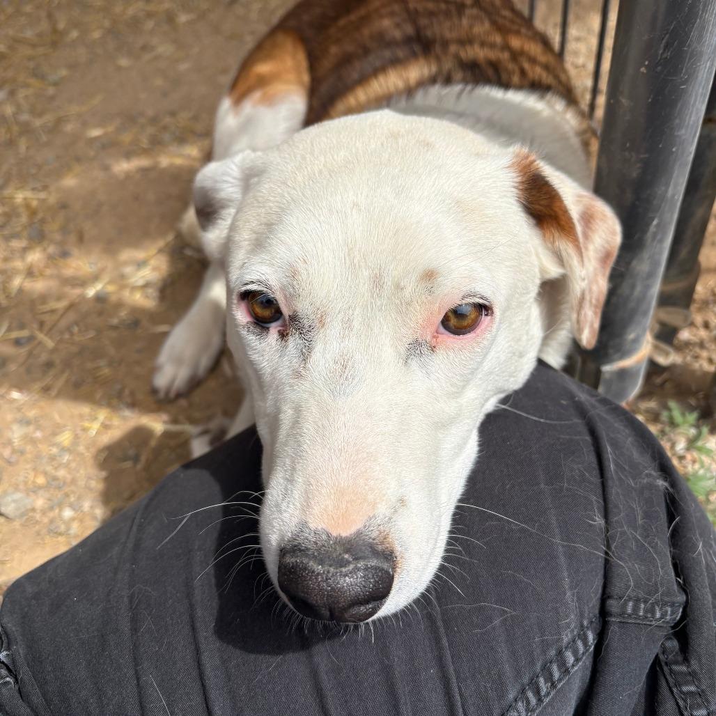 Bug, a Adoptable Coonhound in Taos, NM image 5/6