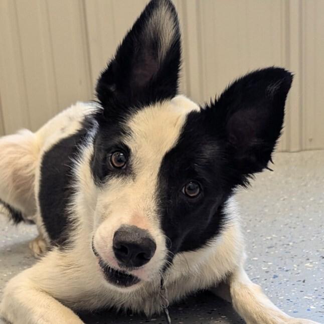 Willy, Adoptable, Adult Male Border Collie & Mixed Breed.