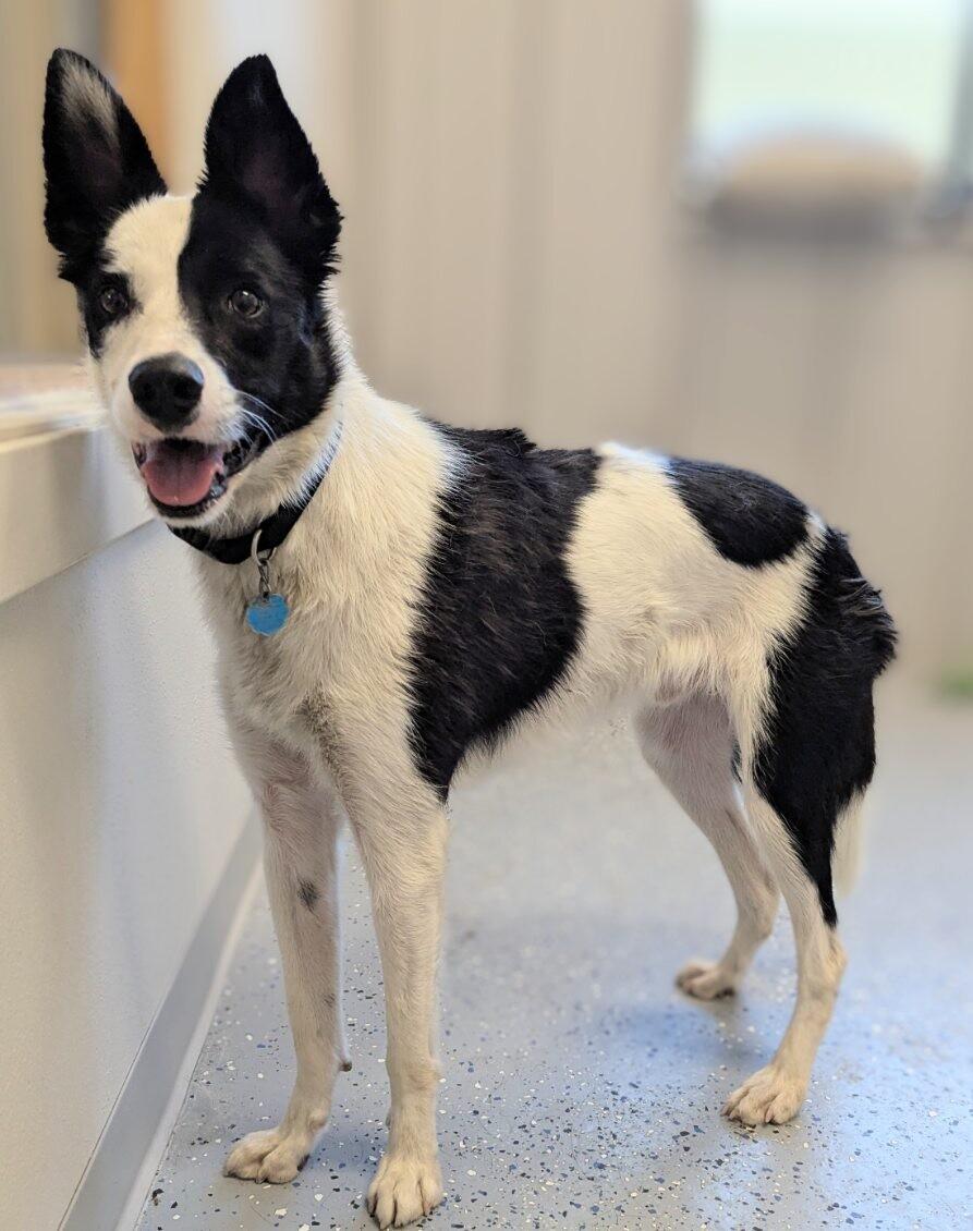 Willy, a Adoptable mixed breed in Yankton, SD image 2/6
