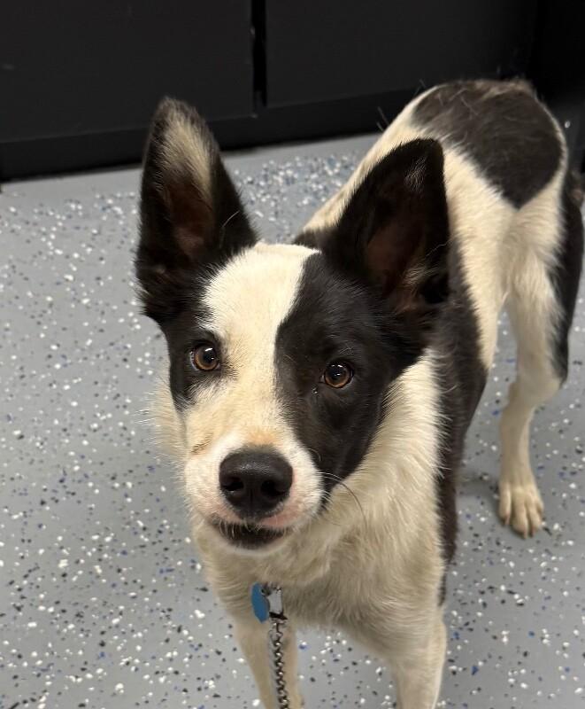Willy, a Adoptable mixed breed in Yankton, SD image 3/6