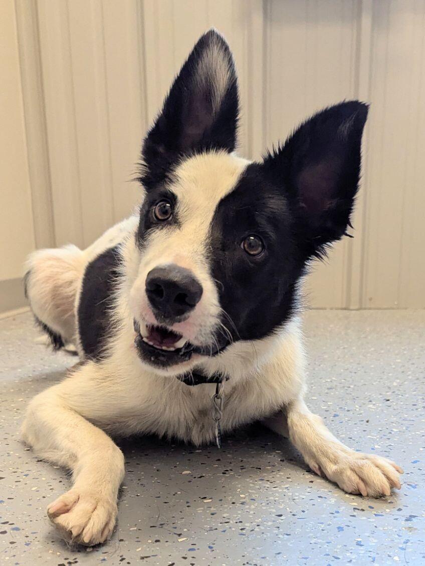 Willy, a Adoptable mixed breed in Yankton, SD image 4/6