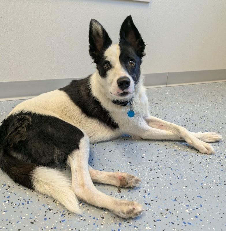 Willy, a Adoptable mixed breed in Yankton, SD image 5/6