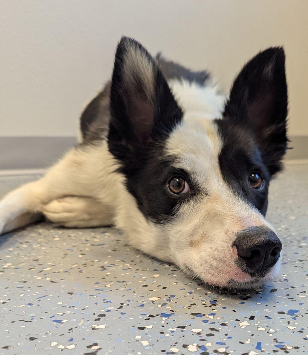 Willy, a Adoptable mixed breed in Yankton, SD image 6/6