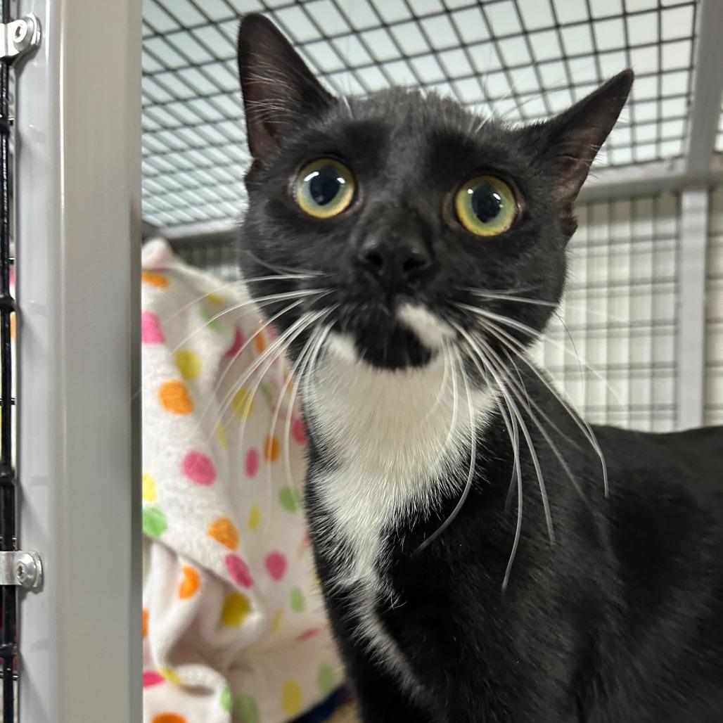 Enlarge Juniper, a Adoptable Domestic Short Hair in Waynesville, NC image 1/5