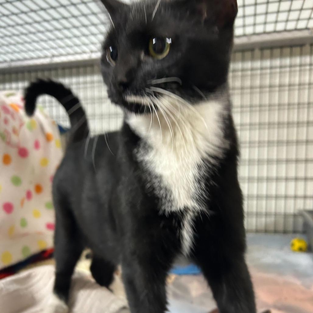 Enlarge Juniper, a Adoptable Domestic Short Hair in Waynesville, NC image 2/5