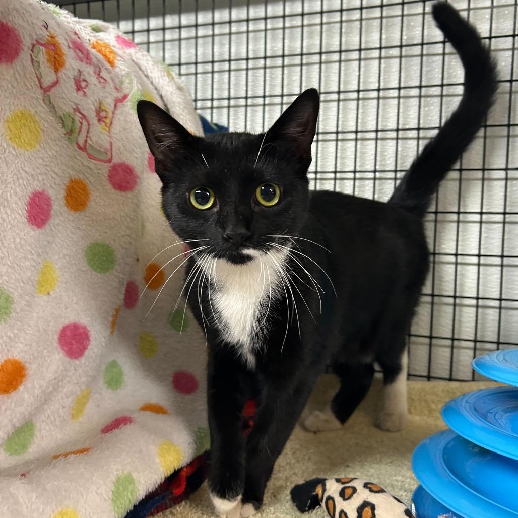 Enlarge Juniper, a Adoptable Domestic Short Hair in Waynesville, NC image 3/5