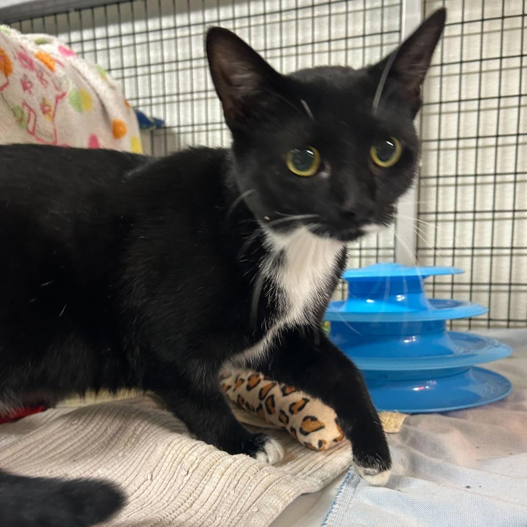 Enlarge Juniper, a Adoptable Domestic Short Hair in Waynesville, NC image 4/5