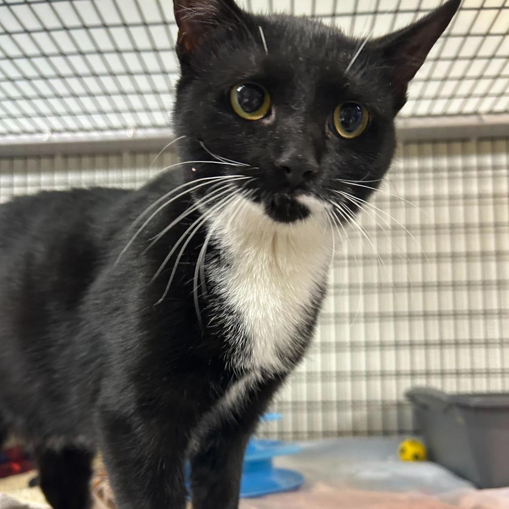 Enlarge Juniper, a Adoptable Domestic Short Hair in Waynesville, NC image 5/5