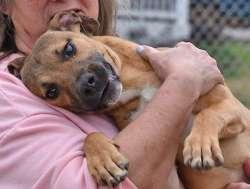 Enlarge Archie, a ADOPTABLE mixed breed in Sudbury, MA image 2/2